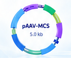pAAV-MCS 质粒载体产品示意图