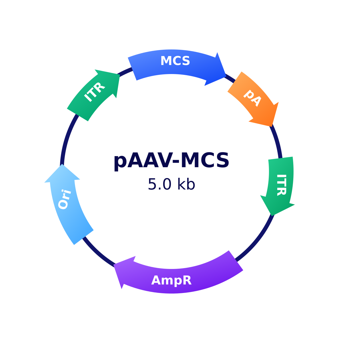 pAAV-MCS 质粒载体图谱示意图
